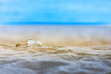 Close-up of seashells resting on a sandy beach with a serene blue sea and sky backdrop. Perfect for beach, nature, and relaxation themes.