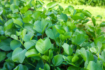 Dense cluster of green beach morning glory leaves (Daun Tapak Kuda), a tropical plant often found growing along sandy coastlines. Captured outdoors with natural light.