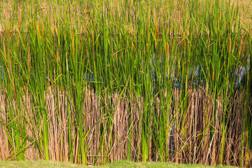 Tall cattail grass (Rumput Bulu or Rumput Padi Liar) with dry stalks below and vibrant green blades above, commonly found in wetland or swamp areas.