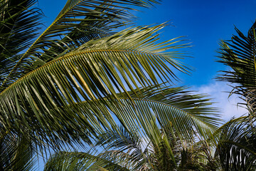 Obraz premium Coconut palm leaves (Daun Kelapa) under bright blue sky. A classic tropical symbol often seen in island destinations and beach resorts. Captured outdoors with natural light.