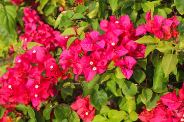Fototapeta premium Vibrant pink magenta bougainvillea blooms with fresh green leaves, showcasing rich tropical color and natural beauty under the sun.