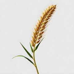 a close-up view of a wheat plant against a gray background. The plant features four distinct stalks of wheat, 