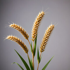 a close-up view of a wheat plant against a gray background. The plant features four distinct stalks of wheat, 