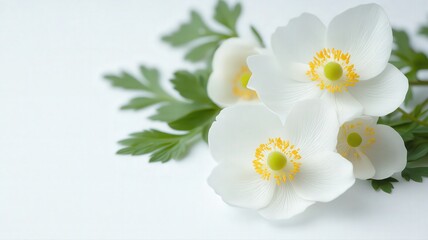 Fototapeta premium Alpine Anemone with Delicate White Petals and Green Leaves on a Soft Background