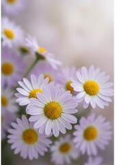 Fototapeta premium Delicate Lavender Daisies: A Soft, Romantic Bouquet