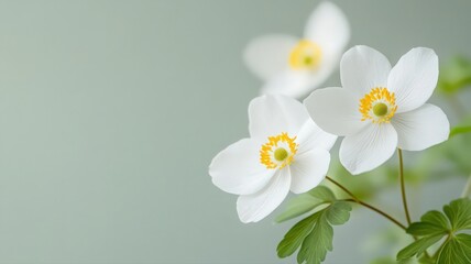 Obraz premium Alpine Anemone with Delicate White Petals on a Soft Green Background Evoking Tranquility