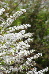 満開のユキヤナギ