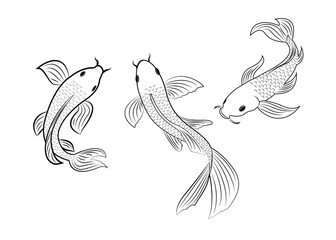 Fototapeta premium Beautiful line drawing of koi fish. Koi fish isolated on white. Koi fish drawing.