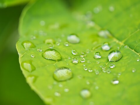 Green leaf with dew drops at dawn, close-up.