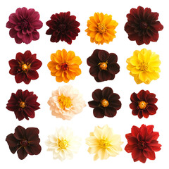 Obraz premium single dahlia bloom flat lay on clean white surface