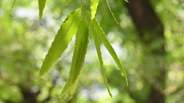 Monoon longifolium tree. It's other names false ashoka and synonym&nbsp;Polyalthia longifolia. This is an Asian small tree species in the family Annonaceae. It is native to southern India and Sri Lanka. 