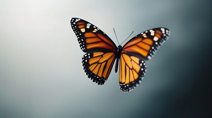 Fototapeta premium Butterfly on a blank background isolated monarch butterfly with realistic details ideal for graphic design and stock photo use overlay cut out on isolated transparent removed background