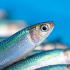 Close-up view of fresh fish showcasing vibrant colors and details.
