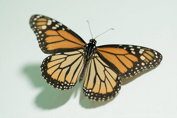 Fototapeta premium Monarch Butterfly Isolated on Light