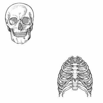 human skeleton bones set collection.