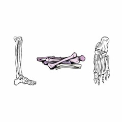 human skeleton bones set collection.