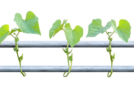 Emerging life: Vibrant beanstalks climb against the metal fence, symbolising growth