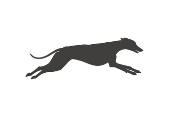 Sleek Greyhound Silhouette in MidStride Dynamic Leap