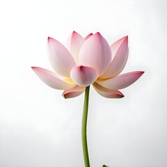 Fototapeta premium Lotus Flower Petal Isolated on White Background – Elegant Minimalist Botanical Vector Art, Delicate Floral Design Perfect for Prints, Invitations, Wellness Branding, Spa, Yoga, Meditation, and Nature 