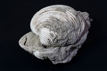 Bivalve fossil in matrix prehistoric ocean creature geological find ancient seabed preserved remains.