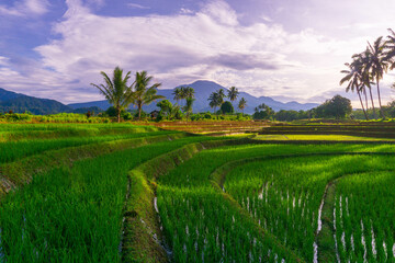 indonesia beauty landscape paddy fields in north bengkulu natural beautiful morning view from Indonesia of mountains and tropical forest