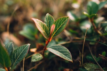 Close-up view of emerging foliage in a dense ground cover.