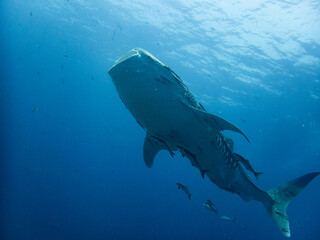 Obraz premium Whale Shark at Sail Rock, Thailand – Underwater Encounter with Gentle Giant in Tropical Ocean