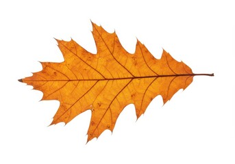 Obraz premium Close up of a single vibrant orange oak leaf with detailed veins on a white background