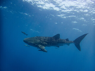 Fototapeta premium Whale Shark at Sail Rock, Thailand – Underwater Encounter with Gentle Giant in Tropical Ocean
