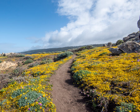 Path at Salt Point State Park in the spring, Jenner, CA, USA, featuring yellow flowers