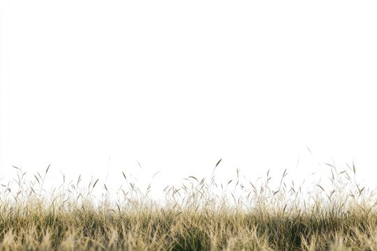 Dry, golden grass field against a white background