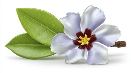 Fototapeta premium Daphne flower with green leaves isolated on white background. Generative AI