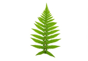 Obraz premium A single green fern leaf is isolated against a plain white background showing its intricate details
