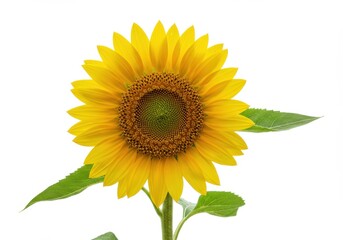 Fototapeta premium A vibrant yellow sunflower with green leaves stands out against a white background
