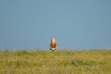 Great bustard - Otis tarda walking on green meadow with blue sky in background. Photo from Calera y Chozas in Spain, Toledo Province. Endangered specie.	