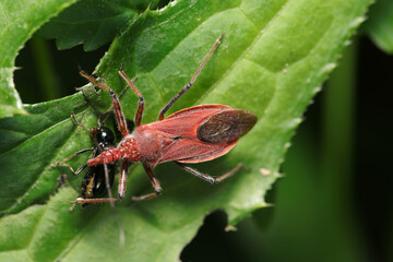 野アザミの葉上デ獲物の体液をすする森のハンター、アカササシガメ（自然環境下ストロボマクロ撮影）