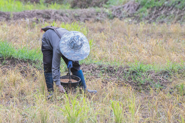 Asians cultivate rice in a traditional way passed down from their ancestors.
