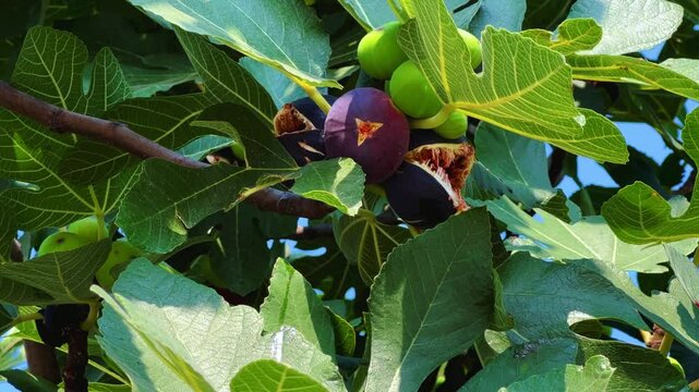 Ripe figs on a tree in Turkey on a sunny summer day. Close-up of fig fruits. A ripe purple fig is hanging from a tree. Green and purple figs. Fig fruits grow on a tree in nature close-up. 4K