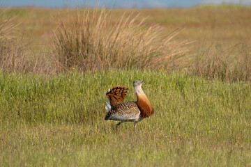 Great bustard - Otis tarda walking on green meadow. Photo from Calera y Chozas in Spain, Toledo Province. Endangered specie.