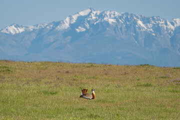 Fototapeta premium Great bustard - Otis tarda walking on green meadow with snowy mountains in background. Photo from Calera y Chozas in Spain, Toledo Province. Endangered specie