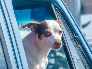 A curious terrier mix gazes out a car window, a moment of canine contemplation on the go.