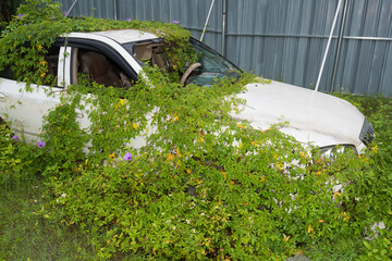 An abandoned car surrounded by vines and morning glories