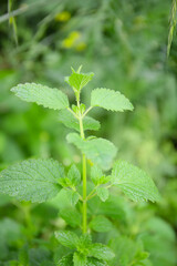 harvesting of lemon balm leaves to make a relaxation herb tea