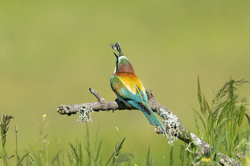 European Bee-eater (Merops apiaster) perched on a lichen-covered branch preparing to swallow an insect. Photo from Calera y Chozas in Spain, Toledo Province.