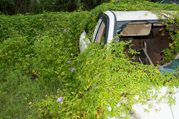 An abandoned car surrounded by vines and morning glories