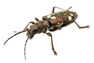 Fototapeta premium Detailed Close-Up of a Spotted Longhorn Beetle on White Background