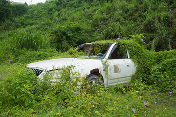 An abandoned car surrounded by vines and morning glories