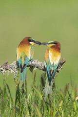 European Bee-Eaters - Merops apiaster perched sharing prey on a branch at green background. Photo from Calera y Chozas in Spain, Toledo Province. Vertical.	