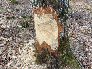 Bark from a tree eaten by a beaver - Écorce d'un arbre mangé par un castor