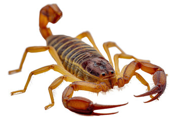 Striped Scorpion Detailed Close-Up of Arachnid Anatomy